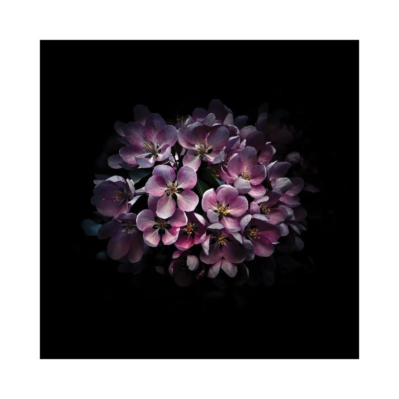 Purple Verbena by Brian Carson - Wrapped Canvas Print, 45.72 cm H x 45.72 cm W x 3.175 cm D