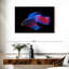 Brampt brillant poisson Betta-108912925
