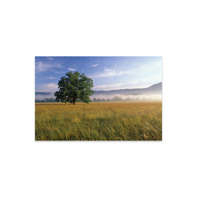 Lone Bur Oak Tree with a Foggy Background, Cades Cove, Great Smoky Mountains National Park, Tennessee, USA by Adam Jones - No Frame Painting -  Gracie Oaks, FF7253E57D7942B8A8E01741CA19DFBA