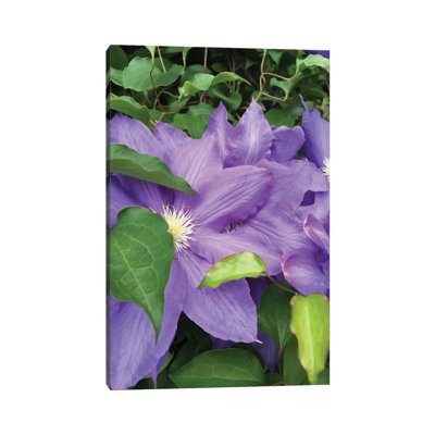 Clematis 1 Piece Wrapped Canvas Painting