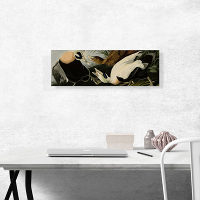 " Eider Duck " by James Audubon Painting Print