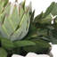 Uttermost Protea Blooms White Bowl Centerpiece