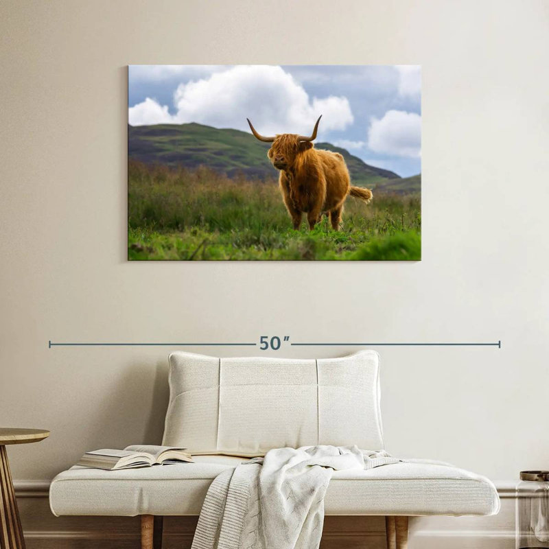 Vache écossaise Highland, H 26 po x l 39 po