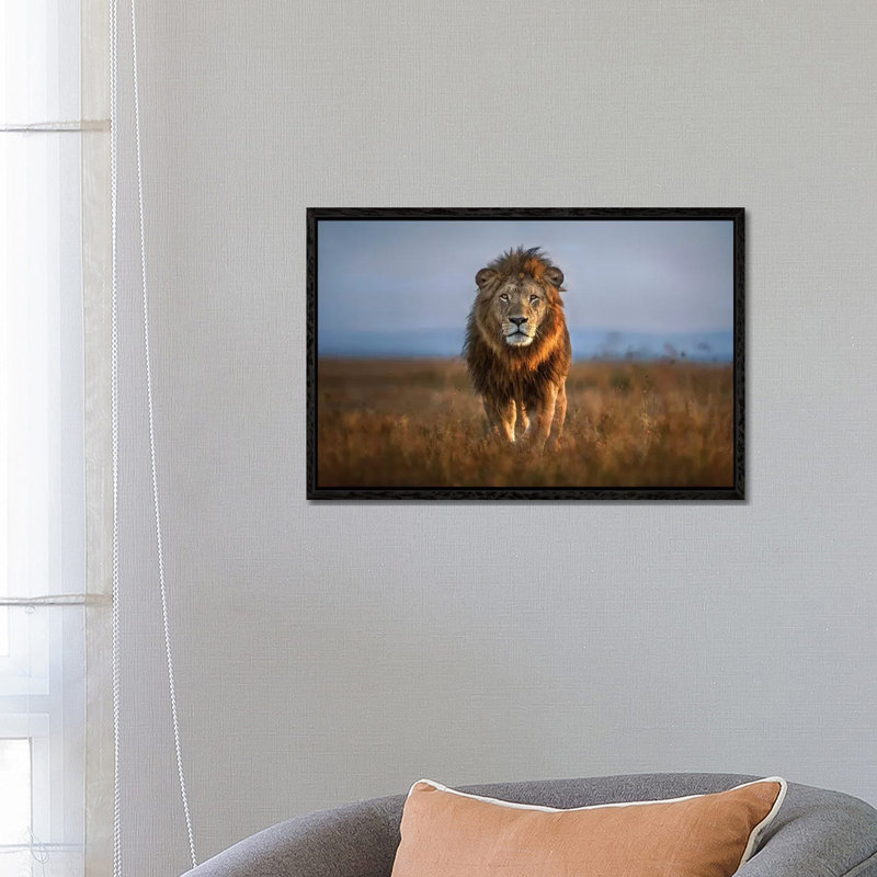 Lion Close Up by Xavier Ortega - Print on Canvas, 66.04 cm H x 45.72 cm W, Black Framed