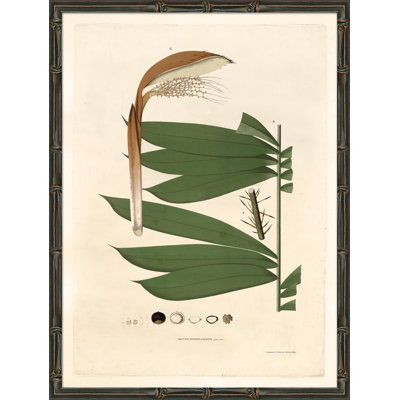 Palm Fronds Giclee Print by Soicher Marin Archives
