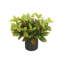 Kamila Faux Croton Plant in Pot-107949498