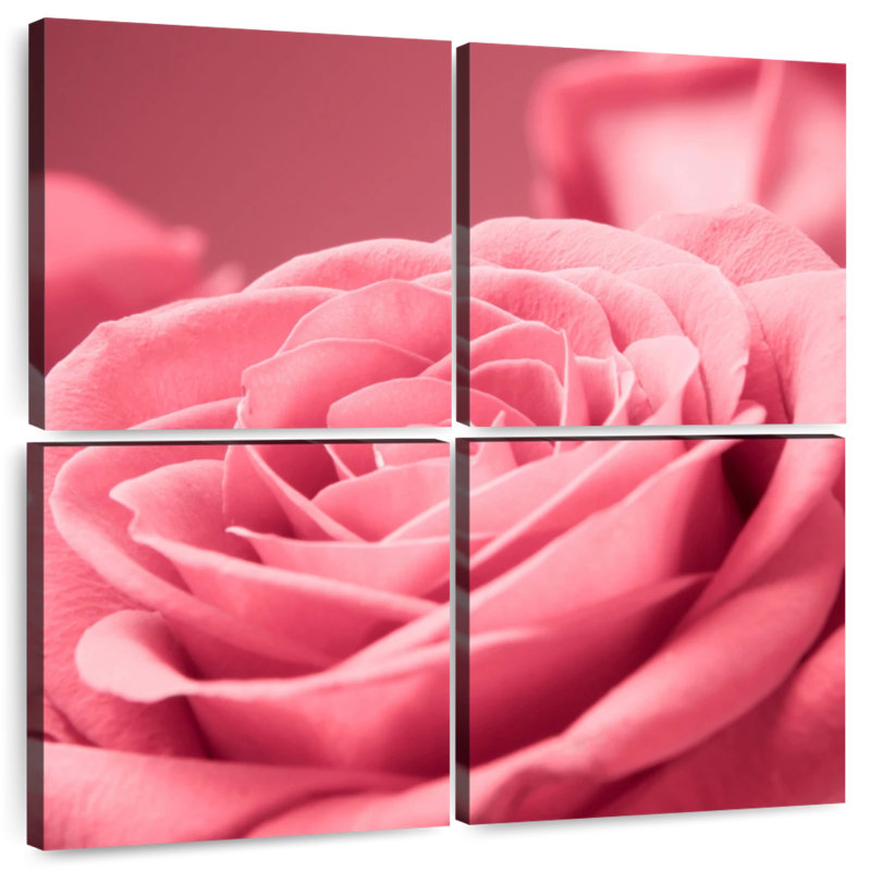 Macro rose Harnek, H 32 po x l 32 po