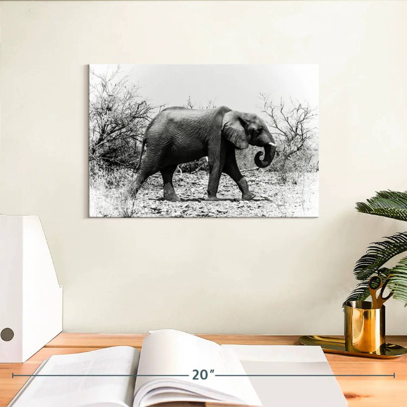 Éléphant d'Afrique Brampt au Botswana, H 8 po x l 12 po