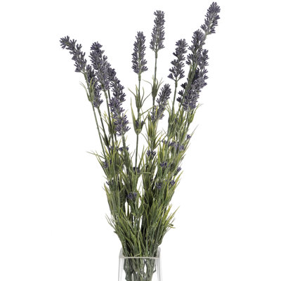 Anastasija Arrangement