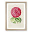 Bright Pink Camellia Flower Illustration - Framed Print-55621055-55621052