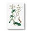 Wild Lettuce Illustration - Wrapped Canvas-55305338