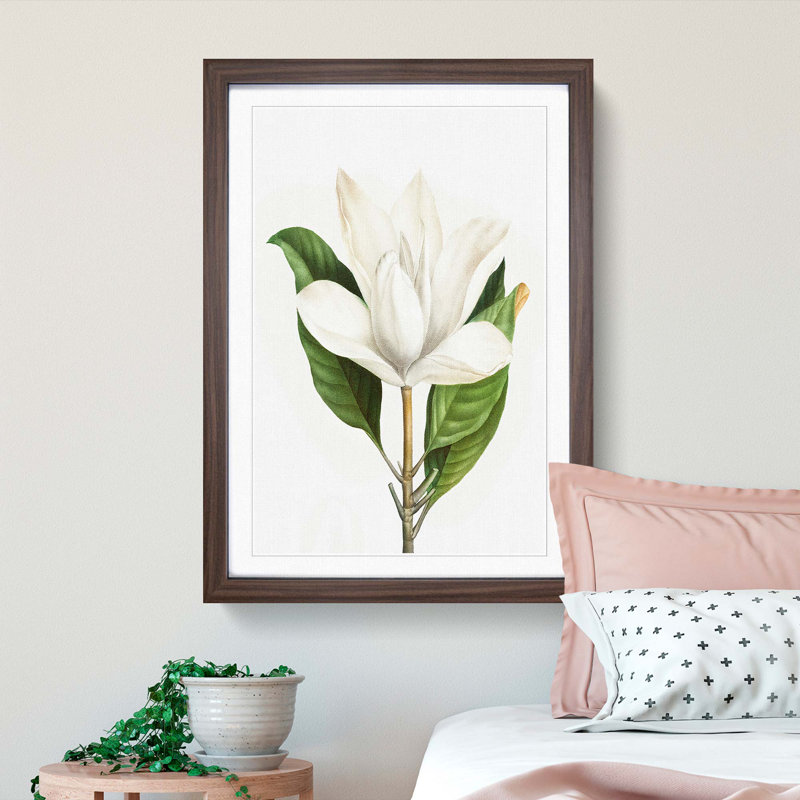 White Southern Magnolia Flower by Pierre-Joseph Redoute - Picture Frame Art Prints, 48cm H x 36cm W x 2cm D, Walnut Framed