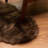 Diller Dark Brown Faux Fur Machine Washable Shag Fluffy Area Rug-1531317379