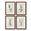 Traditional Botanical I - Ensemble de 4 peintures encadrées-1560402230-1560402224