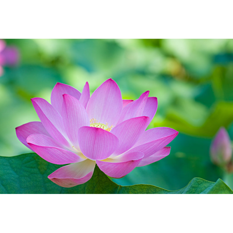 A Singular Purple Lotus 1 Piece Wrapped Canvas Wall Art, 81cm H x 122cm W x 3.8cm D