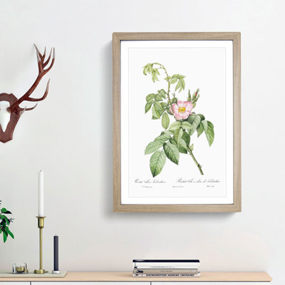 Apple Rose In Pink by Pierre-Joseph Redoute - Single Picture Frame Painting