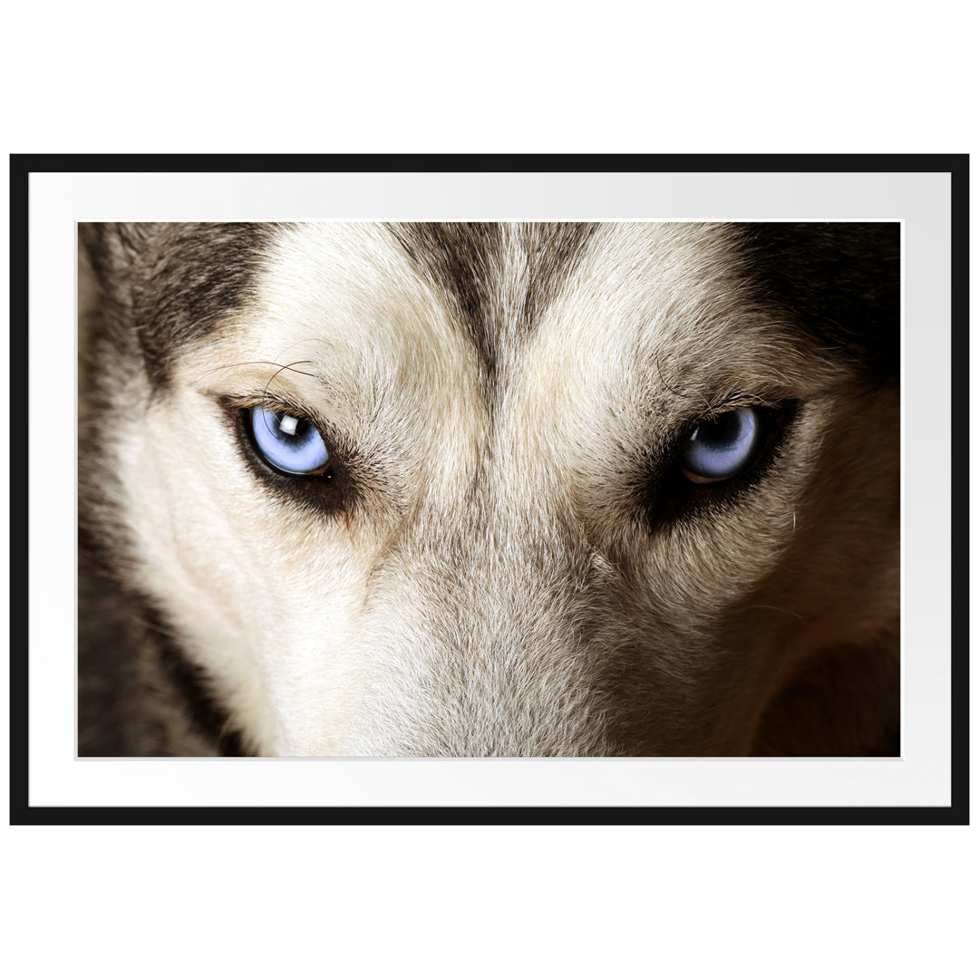 Gerahmtes Poster Husky eisblaue Augen