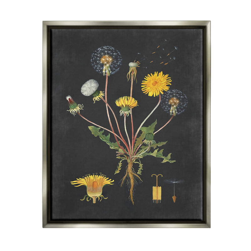 Dessin botanique sur toile de pissenlit sur fond noir par lettrage et doublure, H 21 po x l 17 po x P 1,7 po