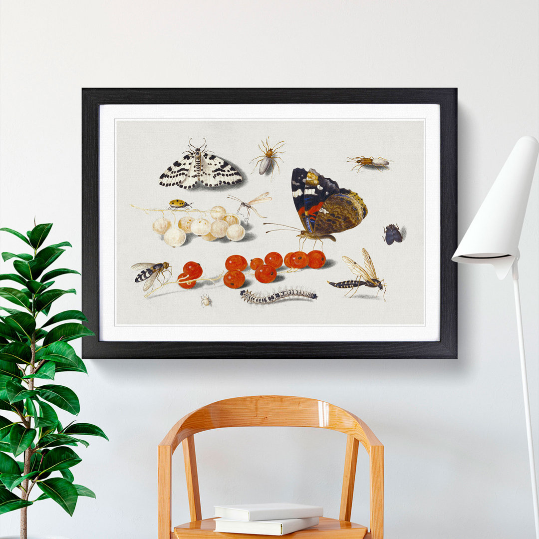 Butterfly Caterpillar and Moth by Jan Van Kessel - Picture Frame Painting