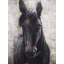 Black Horse Print On Canvas-98693890