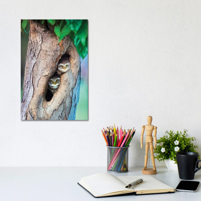 Spotted Owlets in Tree Hole, India 1 Piece Wrapped Canvas Wall Art