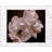 Winter Magnolia II-912725373