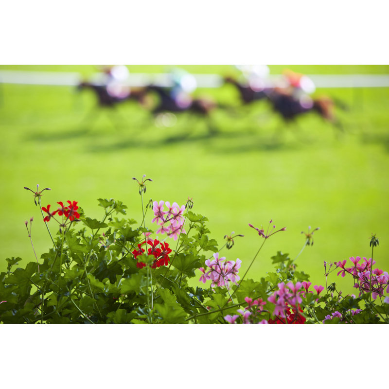 Day at the Races 184616895, 30cm H x 46cm W