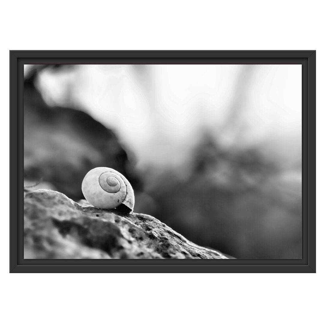 Gerahmtes Wandbild kleine Schnecke auf Stein