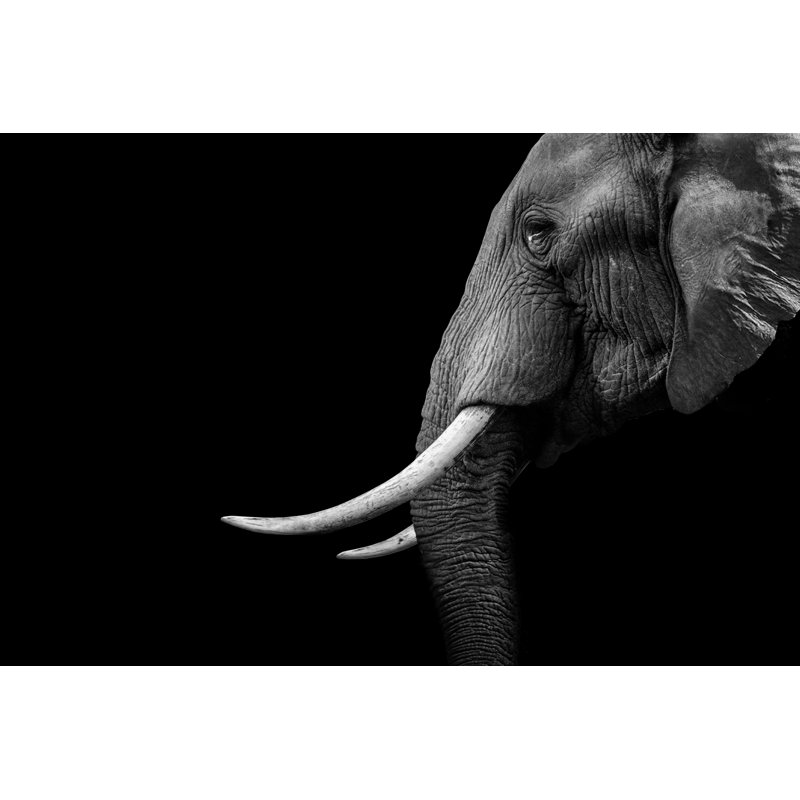 Éléphant animal - Photographie sur toile tendue, H 8 po x l 12 po