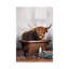 «Highland Cow In The Tub», reproduction d'impression sur toile-119727672-53865341-53865339