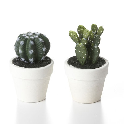Ensemble de 2 cactus en pot