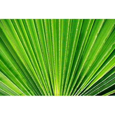 Green Palm Leaf by Aleksle