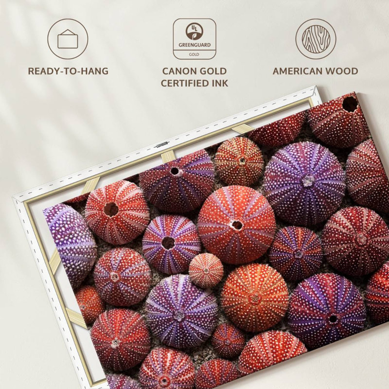 Brampt Empty Sea Urchin Shells, 16'' H x 24'' W