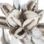 Star Pod Plant-1696371435