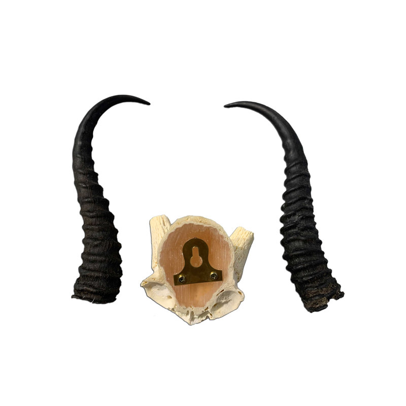 Lelea Real Springbok V-shape Skull