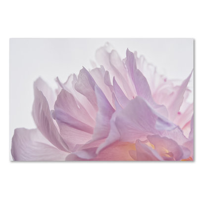 « rose pivoine pétales vi », reproduction de photo sur toile tendue