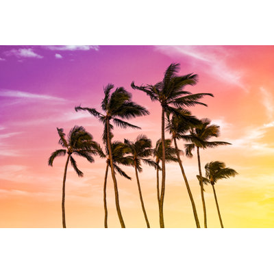 Coconut Palm Tree - Wrapped Canvas Print