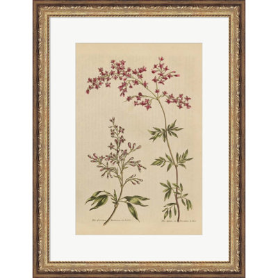 «Herbal Botanical I Crop III» par Wild Apple Portfolio - impression encadrée