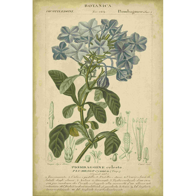 Floral Botanica II, H 18 po x l 12 po x P 1,25 po