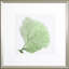 Sea Fan IX Print by Vision