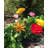 Huntur Sun Spin Solar Powered LED Spinning Garden Stake