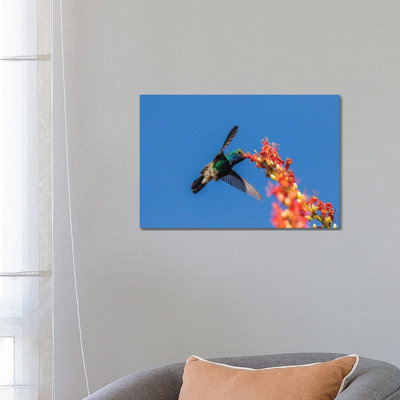 USA, Arizona, Sabino Canyon. Male Broad-billed Hummingbird Feeding On Ocotillo Blossoms. by Jaynes Gallery - Wrapped Canvas Print
