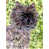 Cairn Terrier