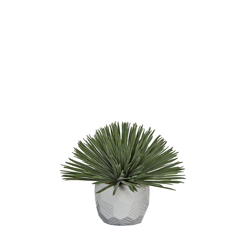 Yucca Rostrata in Flintstone Planter