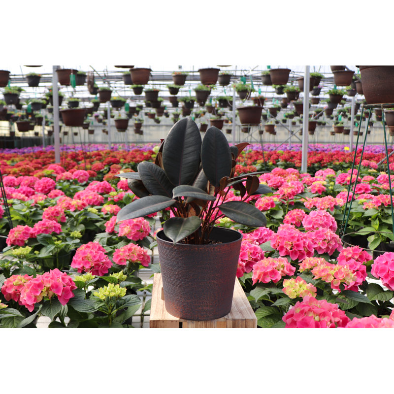 Live Burgundy Rubber Plant, 12" H x 4.5" W x 4.5" D