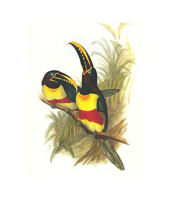 « châtaignier eared aracari » par john gould, impression
