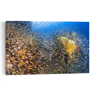 Golden Fish Swarm Colorful Vibrant Fish Nature Ocean Wall Art Print 1 Piece Wrapped Canvas Wall Art