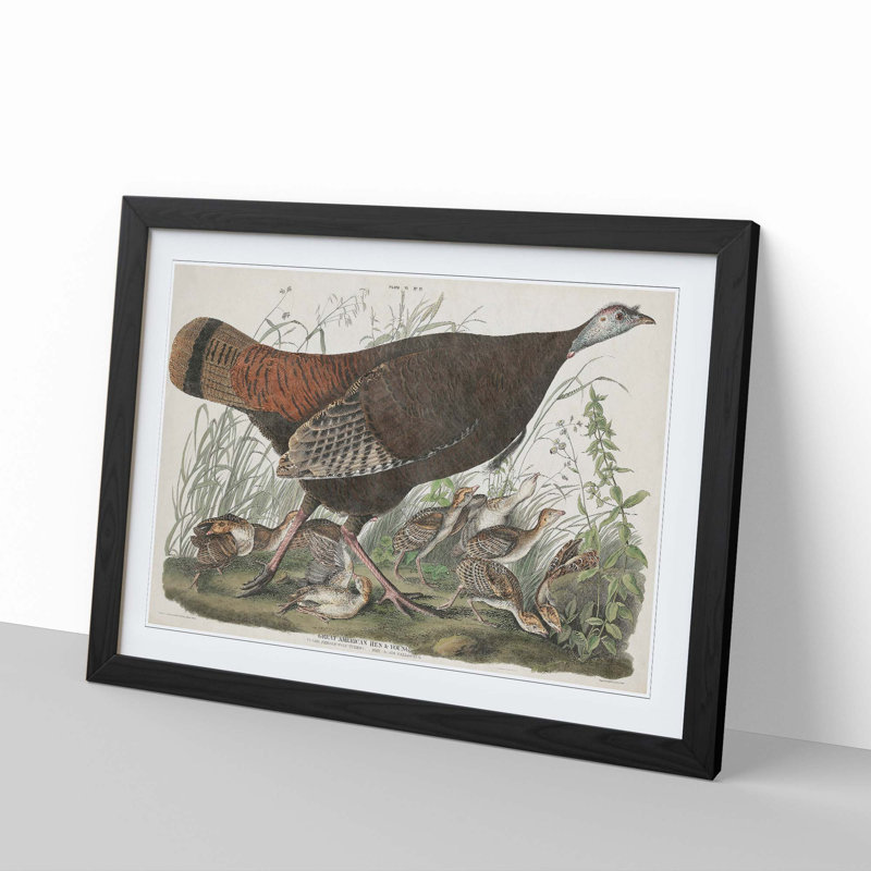 Great American Hen by John Audubon - Picture Frame Painting Print, 36cm H x 48cm W x 2cm D, Black Framed