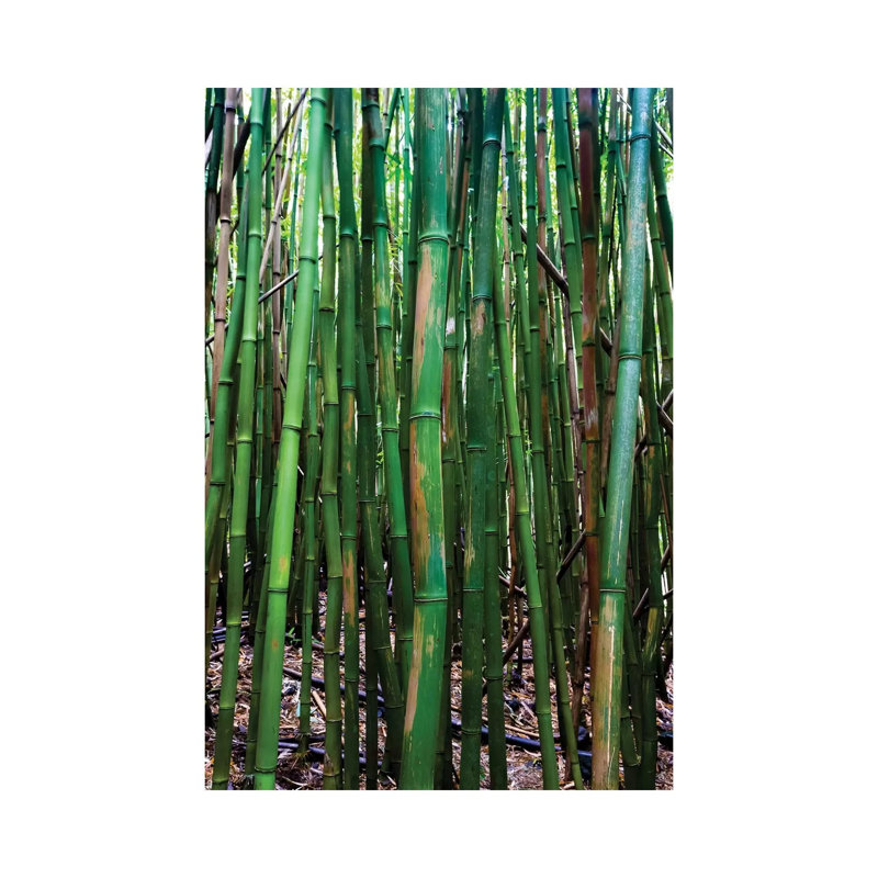 Bamboo Trees, Maui, Hawaii, USA III by Panoramic Images - Wrapped Canvas Print, 20.32 cm H x 30.48 cm W