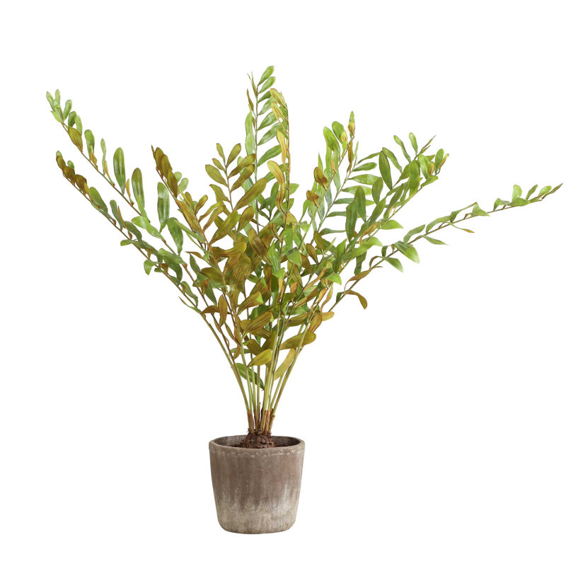 Zamia Uttermost dans un pot de fleurs